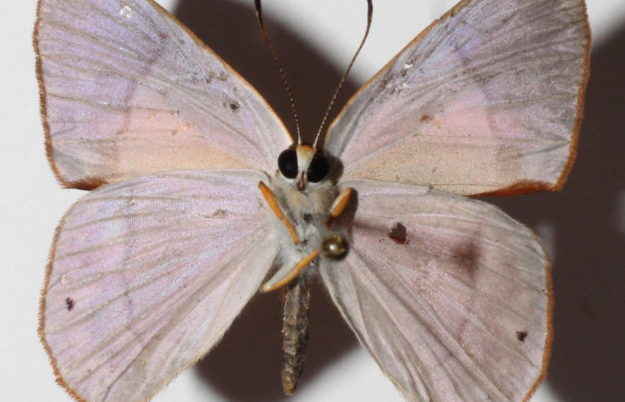 Figura 13. Adulto de larva <i>Euselasia</i></i> Janzen16 (Riodinidae), (macho) vista ventral, localidad Medrano, Estación Biológica Quica Sector Pitilla, ACG (380m)). Voucher: 15-SRNP-70524-DHJ904659.jpg.