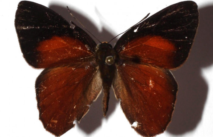 Figura 1. Adulto de larva <i>Euselasia</i></i> Janzen16 (Riodinidae), vista dorsal, localidad Pasmompa Sector Pitilla ACG (440). Voucher: 17-SRNP-32161-DHJ932412.jpg.