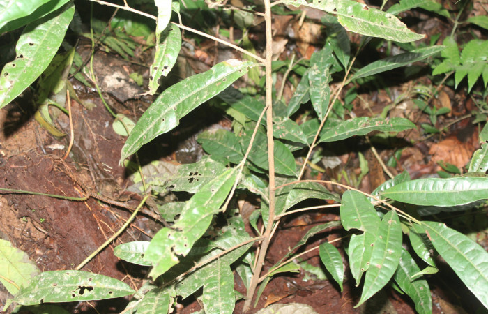 Figura 16. Planta hospedera de larva <i>Euselasia</i></i> Janzen16 (Riodinidae), planta llamada <i>Pouteria reticulata</i></i> (Sapotaceae), localidad Medrano, Estación Biológica Quica Sector Pitilla, ,ACG (380m)) (470m), foto: Ricardo Calero, 29 Junio 2021. 