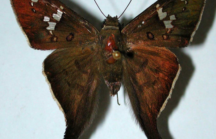 Figura. 10 Adulto <i>Polythrix</i></i> asineDHJ01 (Hesperiidae), posición vista dorsal. (94-SRNP-567-DHJ38862).