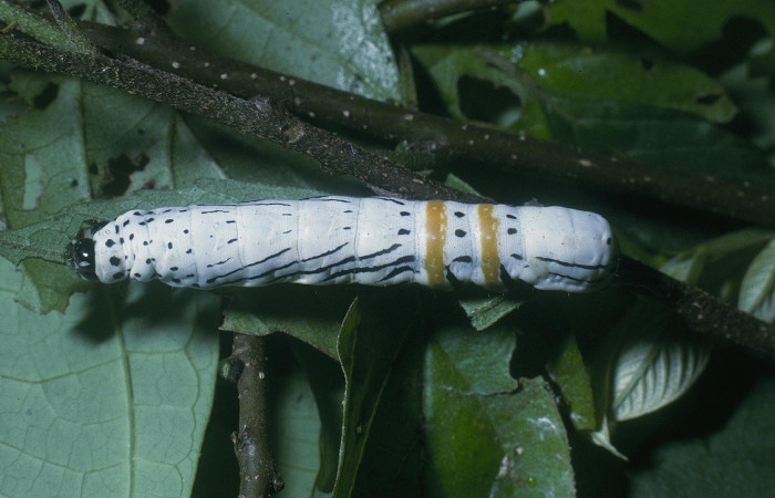 Figura. 11 Larva <i>Hemicephalis</i></i> alesaDHJ01 (Noctuidae), posición dorsal entero, alimentándose en <i>Andira inermis</i></i>, (Fabaceae). (04-SRNP-46780-DHJ85687.jpg).