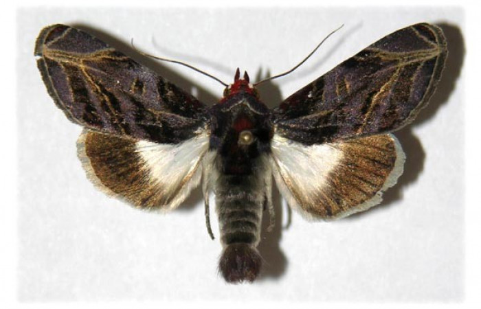 Figura. 12 Adulto <i>Hemicephalis</i></i> alesaDHJ01 (Noctuidae), posición vista dorsal. (05-SRNP-45845-DHJ315120).