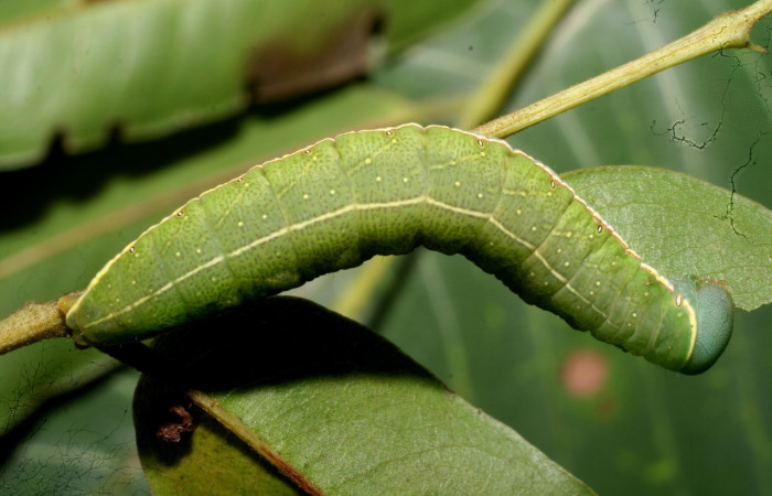 Figura. 13 Larva <i>Hapigia</i></i> cresusDHJ02 (Notodontidae), posición dorsal entero, alimentándose en <i>Andira inermis</i></i>, (Fabaceae). (11-SRNP-56355-DHJ497302.jpg).