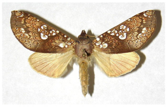 Figura. 14 Adulto  <i>Hapigia</i></i> cresusDHJ02 (Notodontidae), posición vista dorsal.  <i>Hapigia</i></i> cresusDHJ02 (Notodontidae). (05-SRNP-4440-DHJ322746).