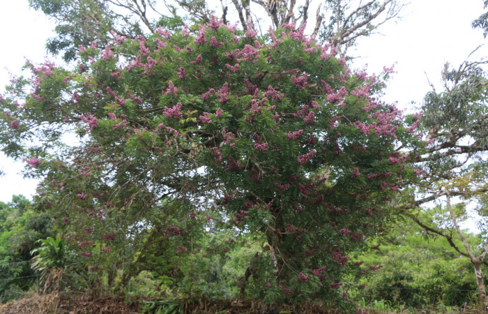 Figura. 1 Habitad <i>Andira inermis</i></i>, (Fabaceae). Area de Conservación Guanacaste, Sector Rincón Rain Forest, Estación Leiva,  Selva, (elevación 410 metros). Foto, Jorge Hernández. Colectada 19 junio 2021.
