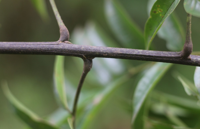 Figura. 2 Hojas  <i>Andira inermis</i></i>, (Fabaceae). Area de Conservación Guanacaste, Sector Rincón Rain Forest, Estación Leiva,  Selva, (elevación 410 metros). Foto, Jorge Hernández. Colectada junio 2021.
