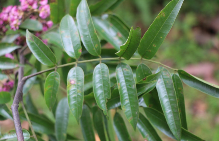 Figura. 3 Hoja haz <i>Andira inermis</i></i>, (Fabaceae). Area de Conservación Guanacaste, Sector Rincón Rain Forest, Estación Leiva,  Selva, (elevación 410 metros). Foto, Jorge Hernández. Colectada junio 2021.
