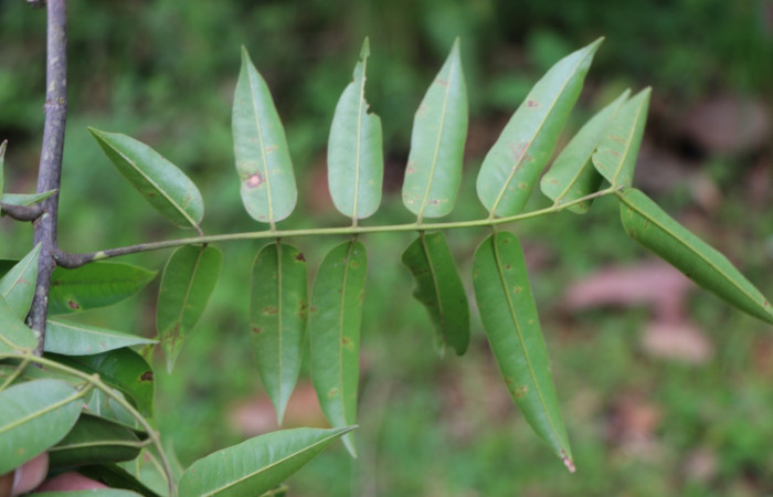 Figura. 4 Hojas envés <i>Andira inermis</i></i>, (Fabaceae). Area de Conservación Guanacaste, Sector Rincón Rain Forest, Estación Leiva,  Selva, (elevación 410 metros). Foto, Jorge Hernández. Colectada junio 2021.
