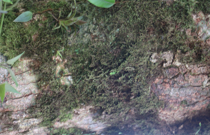 Figura. 5 Corteza <i>Andira inermis</i></i>, (Fabaceae). Area de Conservación Guanacaste, Sector Rincón Rain Forest, Estación Leiva, Selva, (elevación 410 metros). Foto, Jorge Hernández. colectada el 19 junio 2021.
