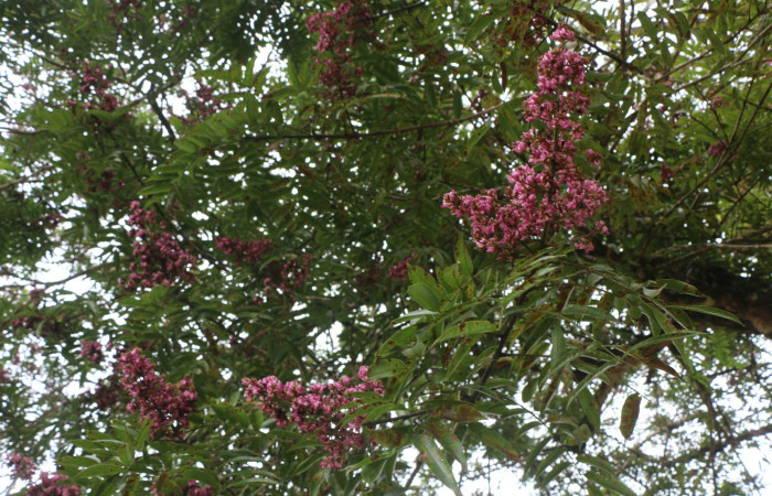 Figura. 6 Flores en rama  <i>Andira inermis</i></i>, (Fabaceae). Area de Conservación Guanacaste, Sector Rincón Rain Forest, Estación Leiva, Selva , (elevación 410 metros).Foto, Jorge Hernández. colectada el 19 junio 2021.
