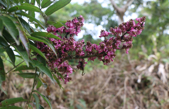 Figura. 7 Flor en racimo <i>Andira inermis</i></i>, (Fabaceae). Area de Conservación Guanacaste, Sector Rincón Rain Forest, Estación Leiva, Selva , (elevación 410 metros). Foto, Jorge Hernández. colectada el 19 junio 2021.
