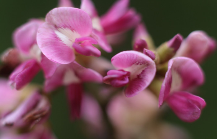 Figura. 8 Flor de frente <i>Andira inermis</i></i>, (Fabaceae). Area de Conservación Guanacaste, Sector Rincón Rain Forest, Estación Leiva,  selva , (elevación 410 metros). Foto, Jorge Hernández. colectada el 19 junio 2021.
