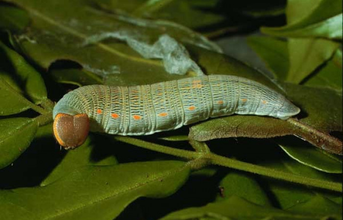 Figura. 9 Larva <i>Polythrix</i></i> asineDHJ01 (Hesperiidae), posición lateral entero, alimentándose en <i>Andira inermis</i></i>, (Fabaceae). (02-SRNP-10287-DHJ65290.jpg).