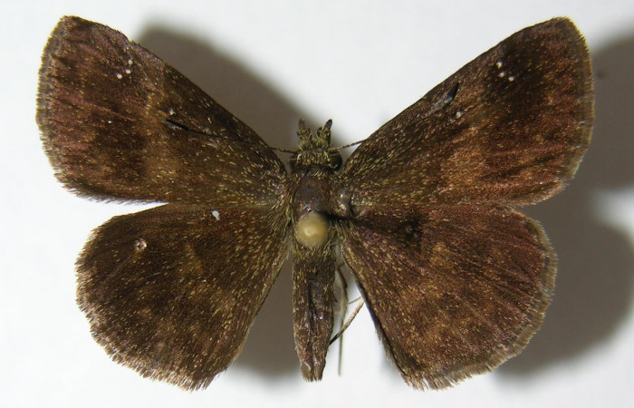 Fig 12. Adulto <i>Staphylus azteca</i></i>, familia (Hesperiidae), vista dorsal (Hembra ), en alas abiertas mide 30 mm
Voucher 00-SRNP-6536-DHJ348780