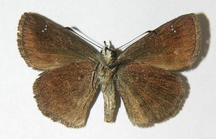 Fig 11. Adulto <i>Staphylus azteca</i></i>, familia (Hesperiidae), vista ventral en alas abiertas mide 31 mm 
Voucher 02-SRNP-5531-DHJ340763
