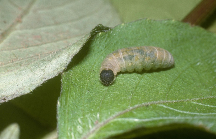 Fig 1. Larva <i>Staphylus caribbea</i></i>, fué encontrada en Puente Río Negro, en último estadio, llego a medir 14 mm. Voucher 04-SRNP-42021-DHJ87140.jpg
