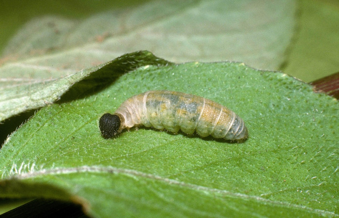 Fig 2. Larva <i>Staphylus caribbea</i></i>, lateral entero se encontrada en Puente Río Negro, en último estadio, llego a medir 14 mm.                                                                                            Voucher 04-SRNP-42021-DHJ87141.jpg