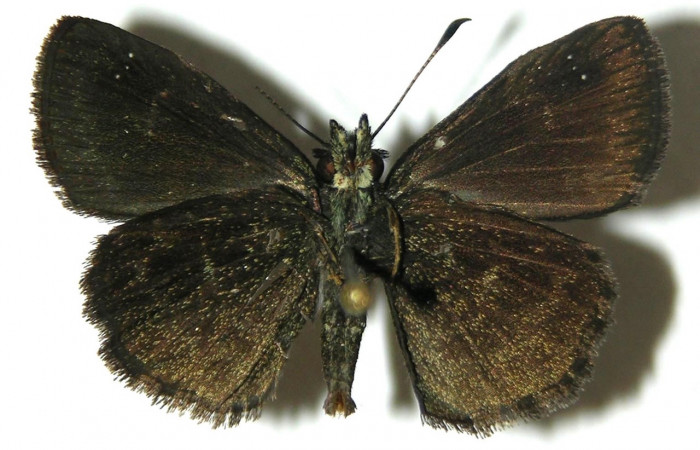 Fig 6. Adulto <i>Staphylus caribbea</i></i>, vista ventral, (macho) en alas abiertas mide 25 mm. 
Voucher 04-SRNP-42026-DHJ304737