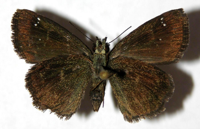 Fig 7 . Adulto <i>Staphylus caribbea</i></i>, vista ventral, (hembra) en alas abiertas mide 27 mm. 
Voucher 05-SRNP-7213-DHJ327617