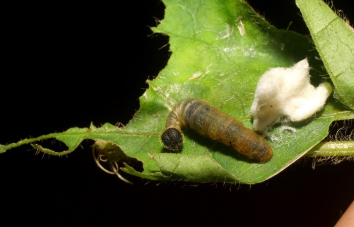 Fig. 8.Restos de larva <i>Staphylus caribbea</i></i> (Hesperiidae) subfamilia (Pyrginae) en planta <i>Achyranthes nivea</i></i>, junto a parásito de la familia de Braconidae. Voucher 06-SRNP-5509-DHJ411114.jpg.