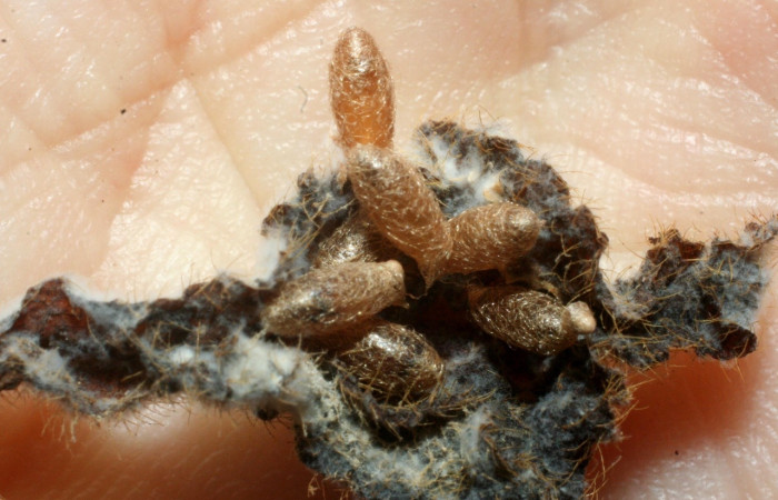 Fig. 10. Capullos de parásitos <i>Meteorus</i></i>, Janzen14, en restos de larva <i>Staphylus caribbea</i></i>. Voucher 07-SRNP-3053-DHJ452706.jpg.