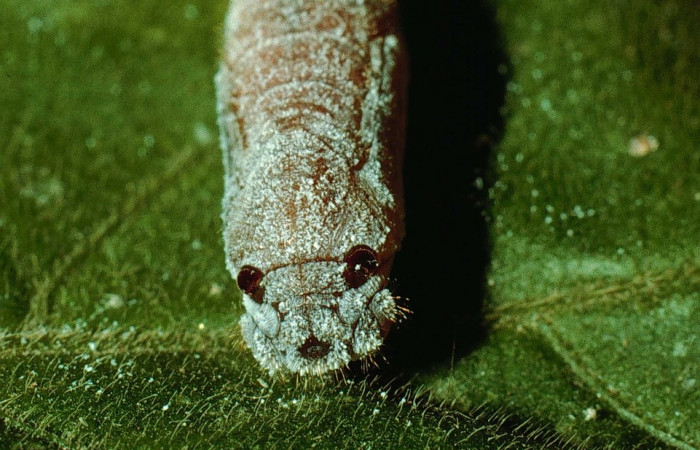 Fig 13. Pupa de larva <i>Staphylus azteca</i></i> vista desde el frente. 
Voucher 93-SRNP-8388-DHJ26654.jpg