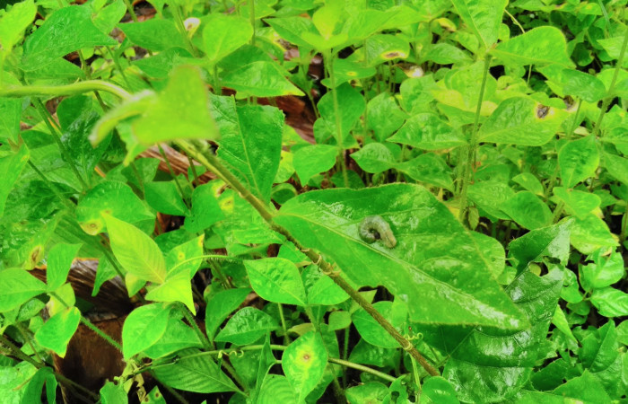 Fig 3. <i>Achyranthes indica</i></i>, de la  familia Amaranthaceae; planta hospedera de larva <i>Staphylus caribbea</i></i>. Creciendo en; Sendero Finca Esmeralda, foto Cirilo Umaña 07/09/2021