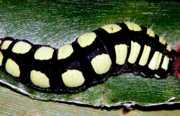 Figura 10. Posición dorsal <i>Astraptes viracocha</i></i> (Hesperiidae). Sector Cacao, Sendero Nayo, (elevación 1090 metros). Colectada 19 enero 2003. (03-SRNP-3149-DHJ400198.jpg).
