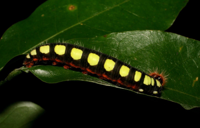 Figura 11. Posición lateral <i>Astraptes viracocha</i></i> (Hesperiidae). Sector Cacao, Sendero Derrumbe, (elevación 1220 metros). Colectada 9 mayo 2007. (07-SRNP-35892-DHJ421816.jpg).

