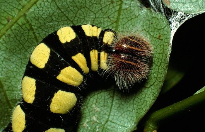 Figura 12. Posición dorsal toráx <i>Astraptes viracocha</i></i> (Hesperiidae). Sector Cacao, Sendero Nayo, (elevación 1090 metros). Colectada 19 enero 2003. (03-SRNP-3149-DHJ72170.jpg).
