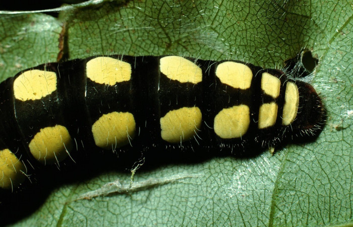Figura 13. Posición parte posterior <i>Astraptes viracocha</i></i> (Hesperiidae). Sector Cacao, Sendero Nayo, (elevación 1090 metros). Colectada 19 enero 2003. (03-SRNP-3149-DHJ72169.jpg).
