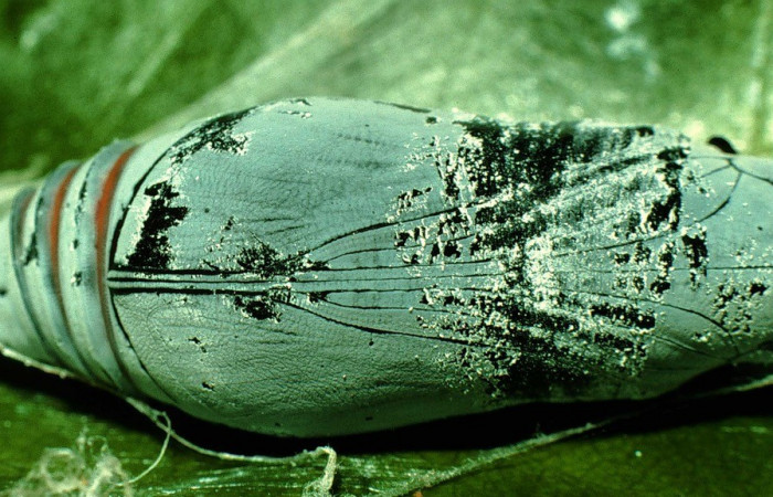 Figura 14. Pupa <i>Astraptes viracocha</i></i>, (Hesperiidae), dorsal entero, Sector Cacao, Sendero Circular, (elevación 1185 metros). 27 febrero 1997. (97-SRNP-722-DHJ40328.jpg). 