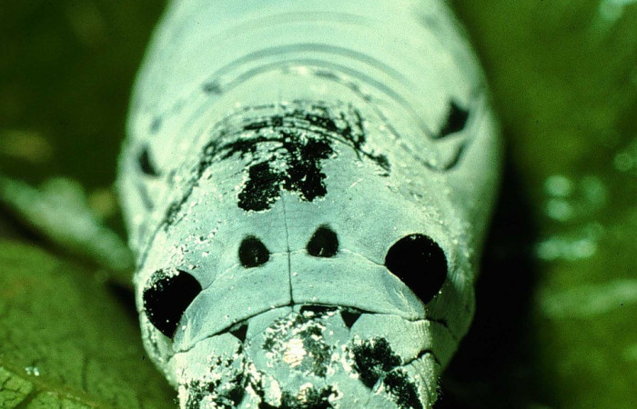 Figura 15. Pupa <i>Astraptes viracocha</i></i>, (Hesperiidae), frontal toráx, Sector Cacao, Sendero Circular, (elevación 1185 metros). 27 febrero 1997. (97-SRNP-722-DHJ40326.jpg). 