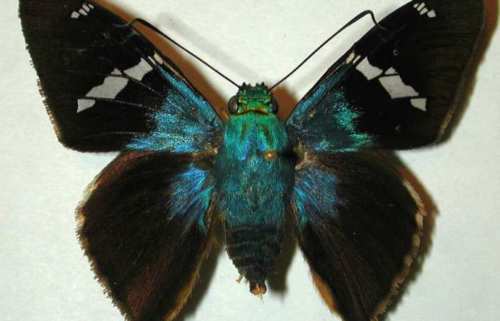 Figura 16. Adulto <i>Astraptes viracocha</i></i> (Hesperiidae), posición vista dorsal (macho). (97-SRNP-1050-DHJ31473).