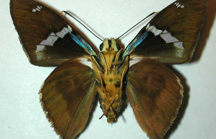 Figura 17. Adulto <i>Astraptes viracocha</i></i> (Hesperiidae), posición vista ventral (macho). (97-SRNP-1050-DHJ31474).