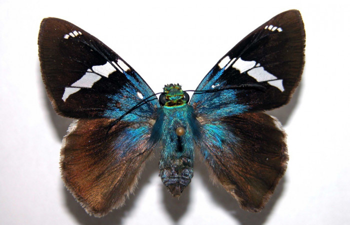 Figura 18. Adulto <i>Astraptes viracocha</i></i> (Hesperiidae), posición vista dorsal (hembra). (02-SRNP-8165-DHJ90286).