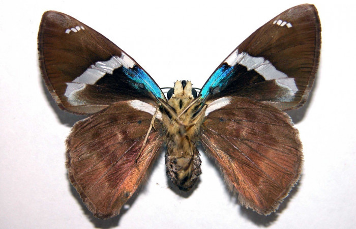 Figura 19. Adulto <i>Astraptes viracocha</i></i> (Hesperiidae), posición vista ventral (hembra). (02-SRNP-8165-DHJ90287).