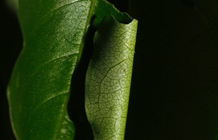Figura 1. Posición casita <i>Astraptes viracocha</i></i> (Hesperiidae). Sector Cacao, Sendero Arenales, (elevación 1080 metros). Colectada 31 octubre 2013. (13-SRNP-36416-DHJ801620.jpg).