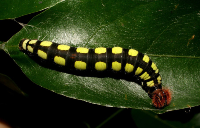 Figura 20. Posición dorsal entero <i>Astraptes viracocha</i></i> (Hesperiidae). Sector Cacao, Sendero Derrumbe, (elevación 1220 metros). Colectada 9 mayo 2007. (07-SRNP-35892-DHJ421817.jpg).
