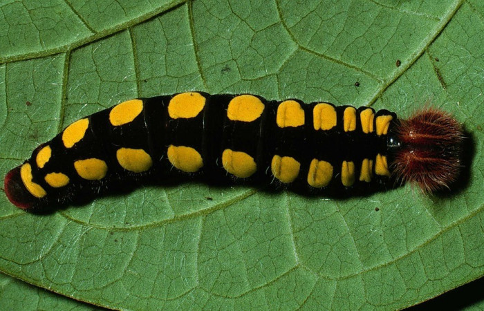 Figura 21. Posición dorsal entero <i>Astraptes synecdoche</i></i> (Hesperiidae). Sector San Cristobal, Río Blanco Abajo, (elevación 500 metros). Colectada 7 octubre 2002. (02-SRNP-19584-DHJ69996.jpg).
