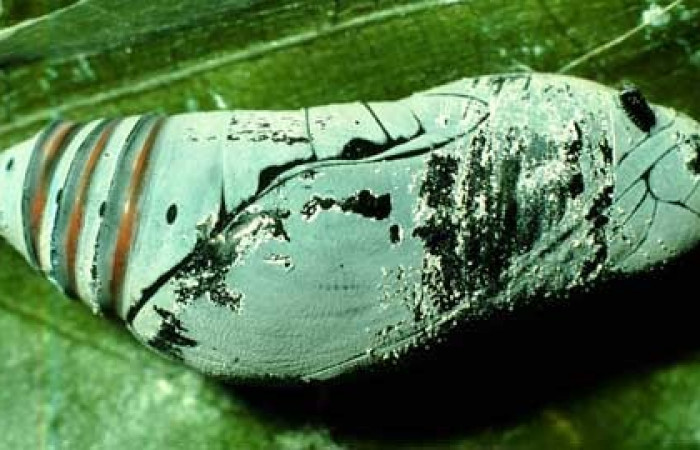 Figura 22. Pupa <i>Astraptes viracocha</i></i>, (Hesperiidae), lateral entero, Sector Cacao, Sendero Circular, (elevación 1185 metros). 27 febrero 1997. (97-SRNP-722-DHJ40329.jpg). 