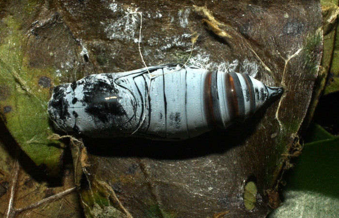Figura 23. Pupa <i>Astraptes synecdoche</i></i>, (Hesperiidae), dorsal entero, Sector Cacao, Sendero Nayo, (elevación 1090 metros). 28 febrero 2015. (15-SRNP-35088-DHJ709104.jpg). 