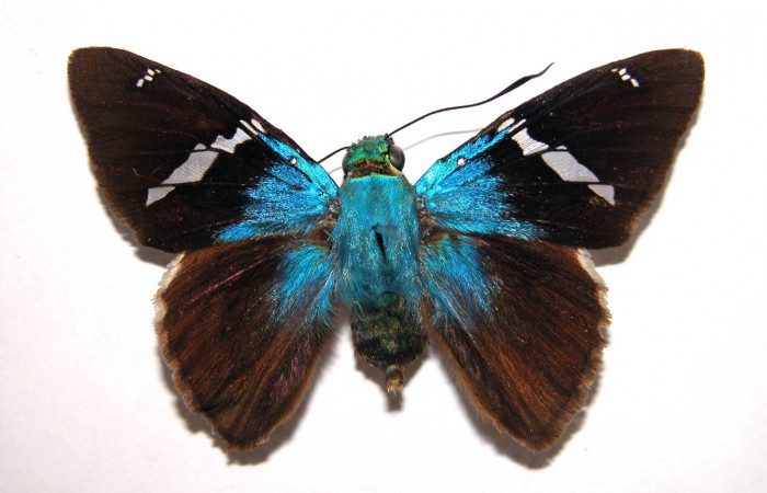 Figura 24. Pupa <i>Astraptes synecdoche</i></i>, (Hesperiidae), dorsal entero, Sector Cacao, Sendero Nayo, (elevación 1090 metros). 28 febrero 2015. (15-SRNP-35088-DHJ709104.jpg). 