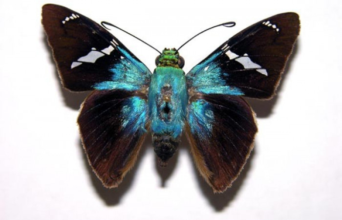 Figura 25. Adulto <i>Astraptes synecdoche</i></i> (Hesperiidae), posición vista dorsal (macho). (00-SRNP-20862-DHJ93030).