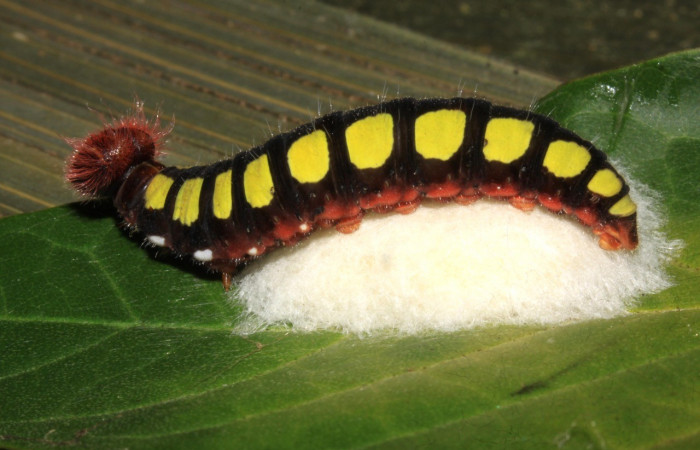 Figura 27. Larva Astraptes synecdoche, (Hesperiidae), parasitada por Apanteles osvaldoespinozai de la familia (Braconidae), (15-SRNP-31055-DHJ728143.jpg). 
