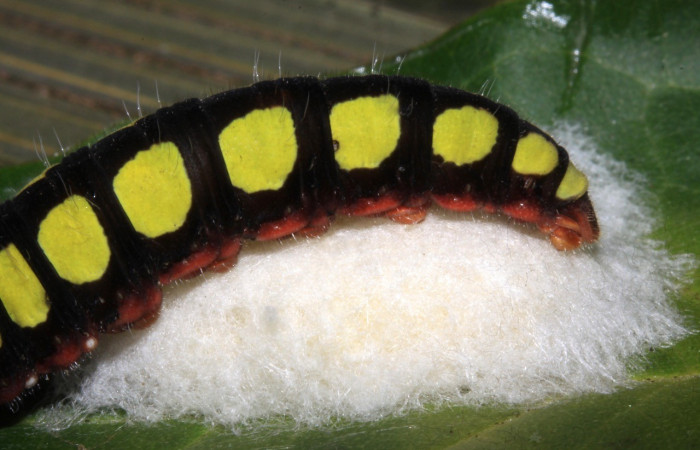 Figura 28. Larva Astraptes synecdoche, (Hesperiidae), parasitada por Apanteles osvaldoespinozai de la familia (Braconidae), (15-SRNP-31055-DHJ728144.jpg). 
