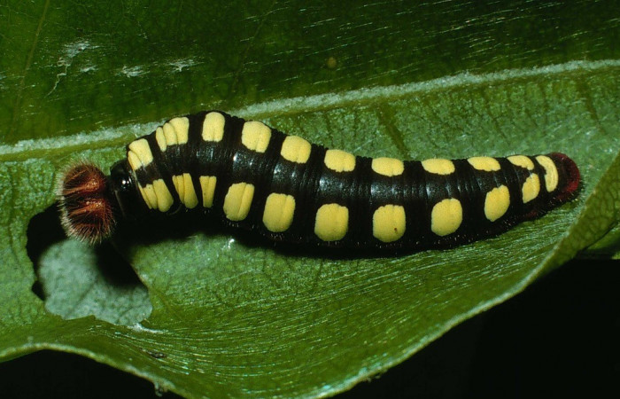 Figura 2. Posición dorsal <i>Astraptes viracocha</i></i> (Hesperiidae). Sector Cacao, Sendero Circular, (elevación 1185 metros). Colectada 17 octubre 2002. (02-SRNP-24219-DHJ70694.jpg).