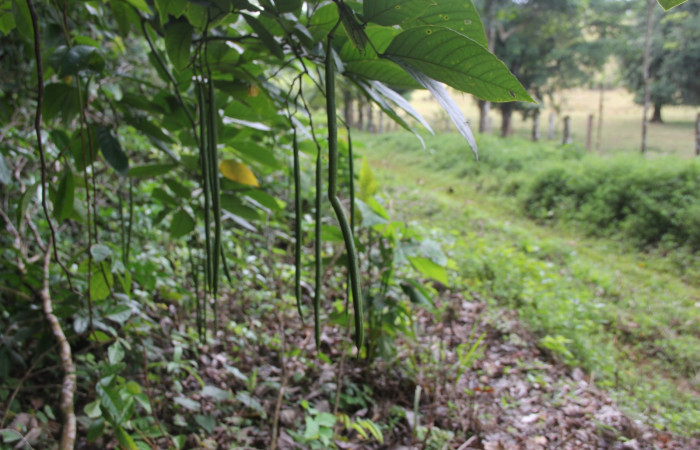 Figura 30. Planta hospedera de larva <i> Astraptes synecdoche</i></i> (Hesperiidae), <i>Senna papillosa</i></i> (Fabaceae), posición vainas alargadas. Foto Anabelle Córdoba. 2 enero 2018.