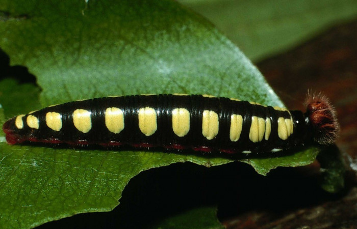 Figura 3. Posición lateral <i>Astraptes viracocha</i></i> (Hesperiidae). Sector Cacao, Sendero Circular, (elevación 1185 metros). Colectada 17 octubre 2002. (02-SRNP-24219-DHJ70693.jpg).