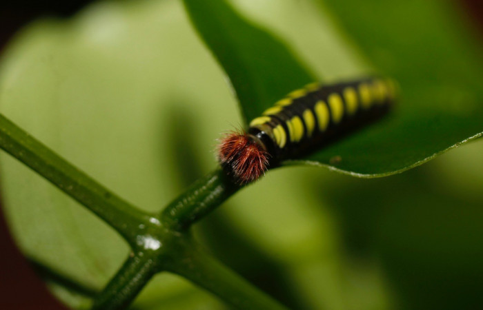 Figura 4. Posición cabeza <i>Astraptes viracocha</i></i> (Hesperiidae). Sector Cacao, Sendero Arenales, (elevación 1185 metros). Colectada 31 octubre 2013. (13-SRNP-36416-DHJ801624.jpg).